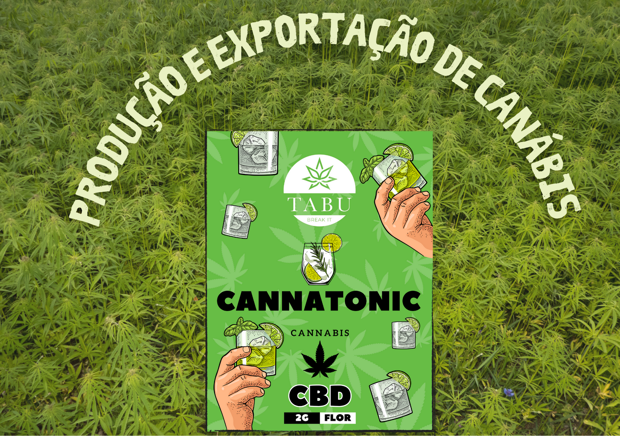 Produção e exportação de canábis para fins medicinais bate recorde! Imagen