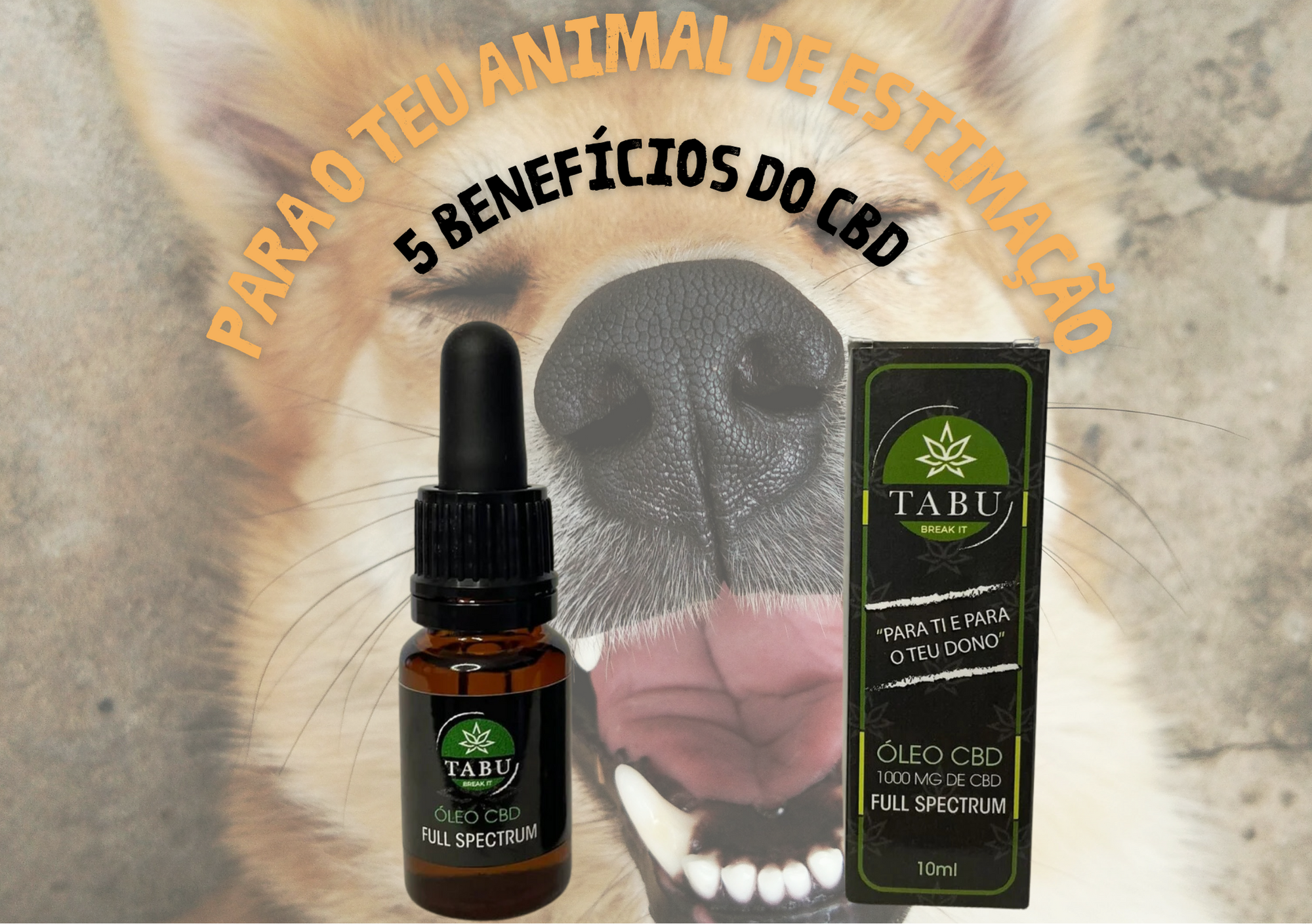 5 benefícios do CBD para o teu animal de estimação Imagen