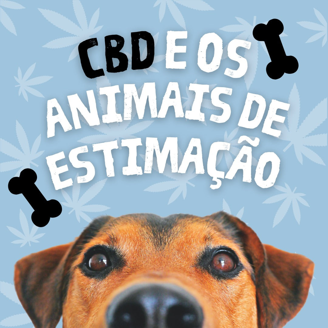 CBD e Animais de Estimação Imagen