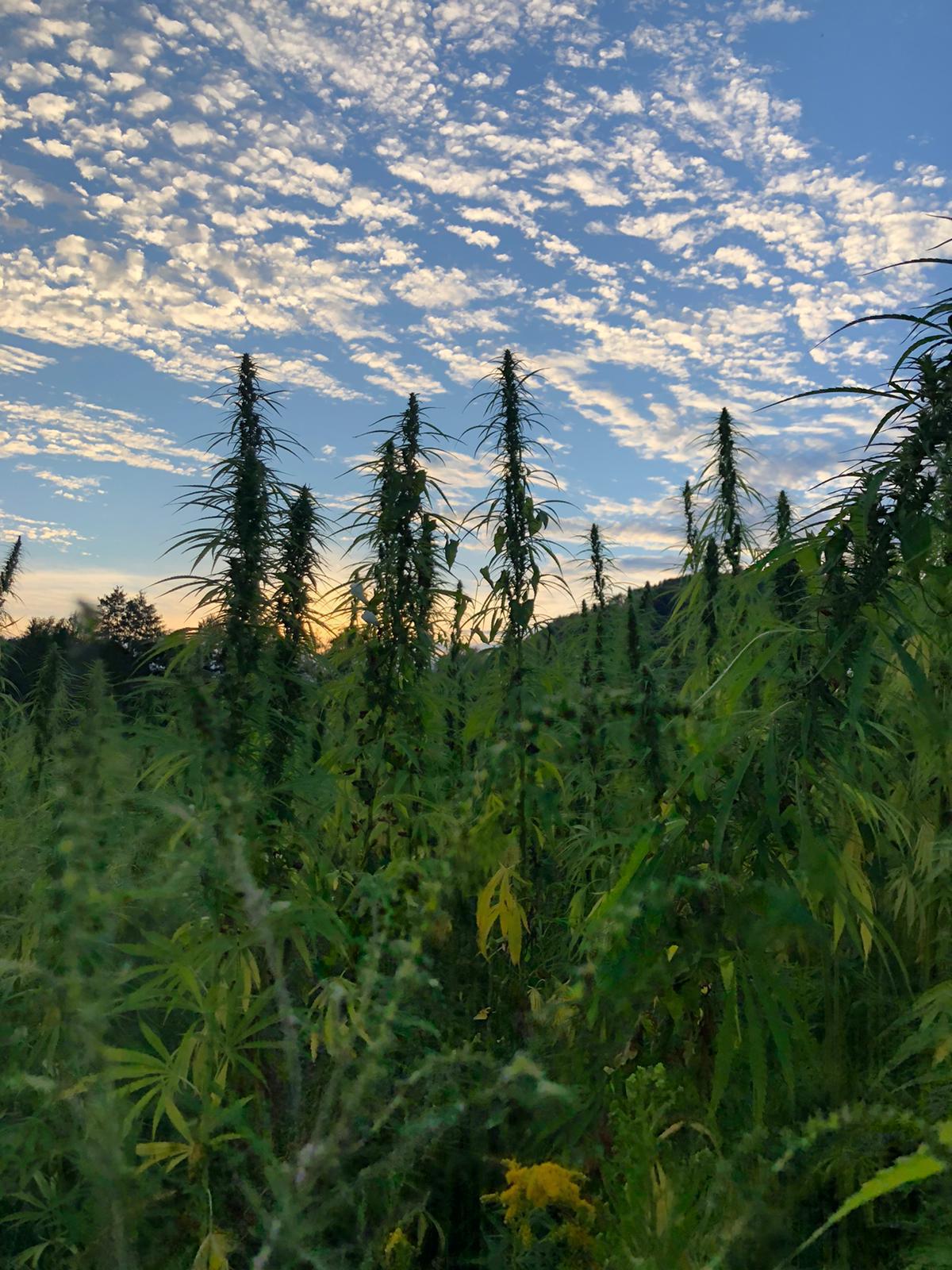 Achas que Sabes Quais São as Aplicações Terapêuticas do CBD? Pensa Outra Vez! Imagen