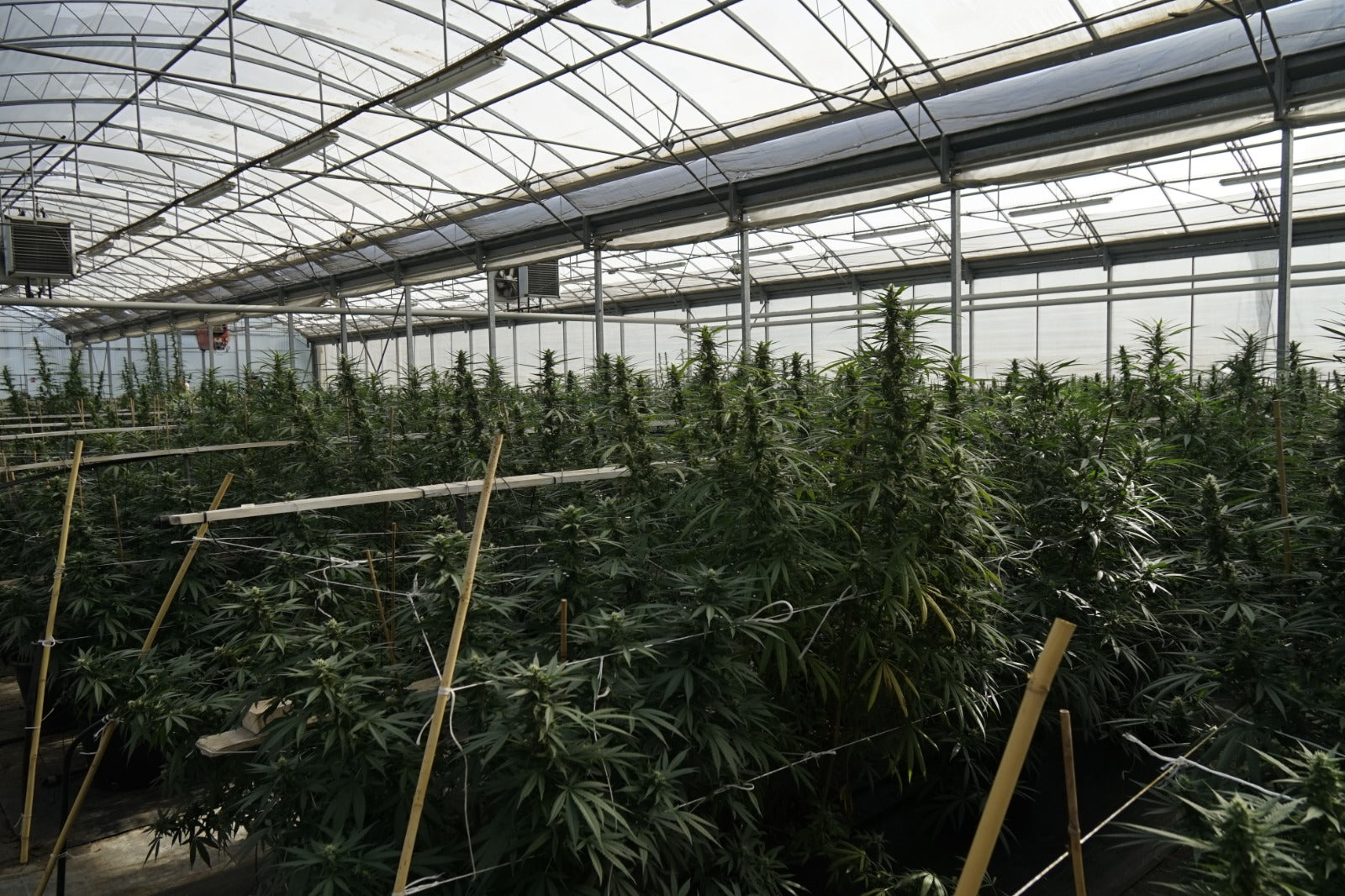 Como explicar aos teus pais a diferença entre Cânhamo e Marijuana? Imagen