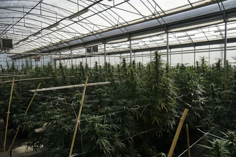 Como explicar aos teus pais a diferença entre Cânhamo e Marijuana?