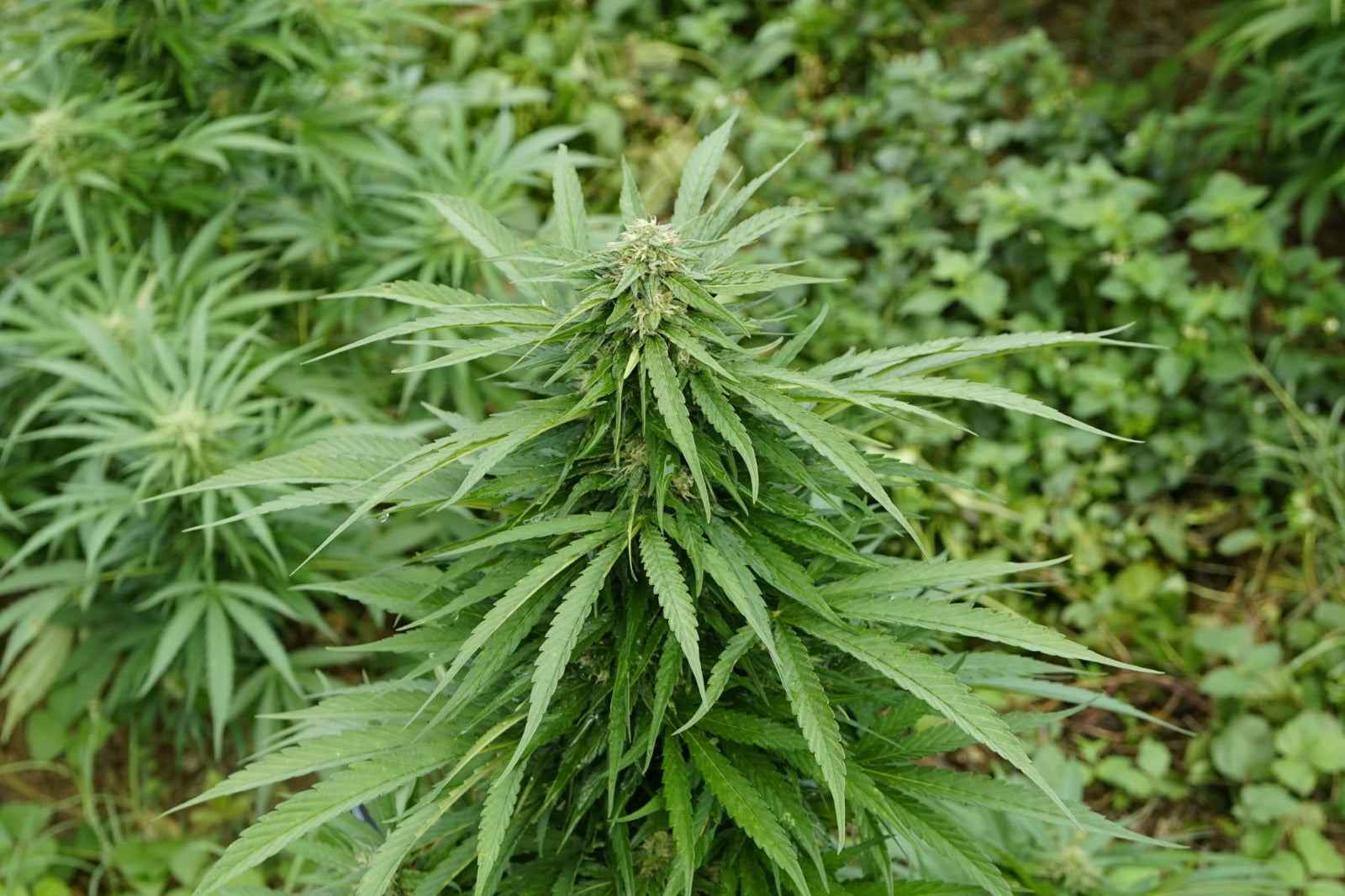 canabis cbd tabu strain casta plantaçao flores Imagen