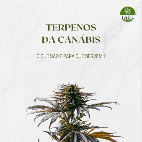 Terpenos da Canábis - O que são e para que servem?