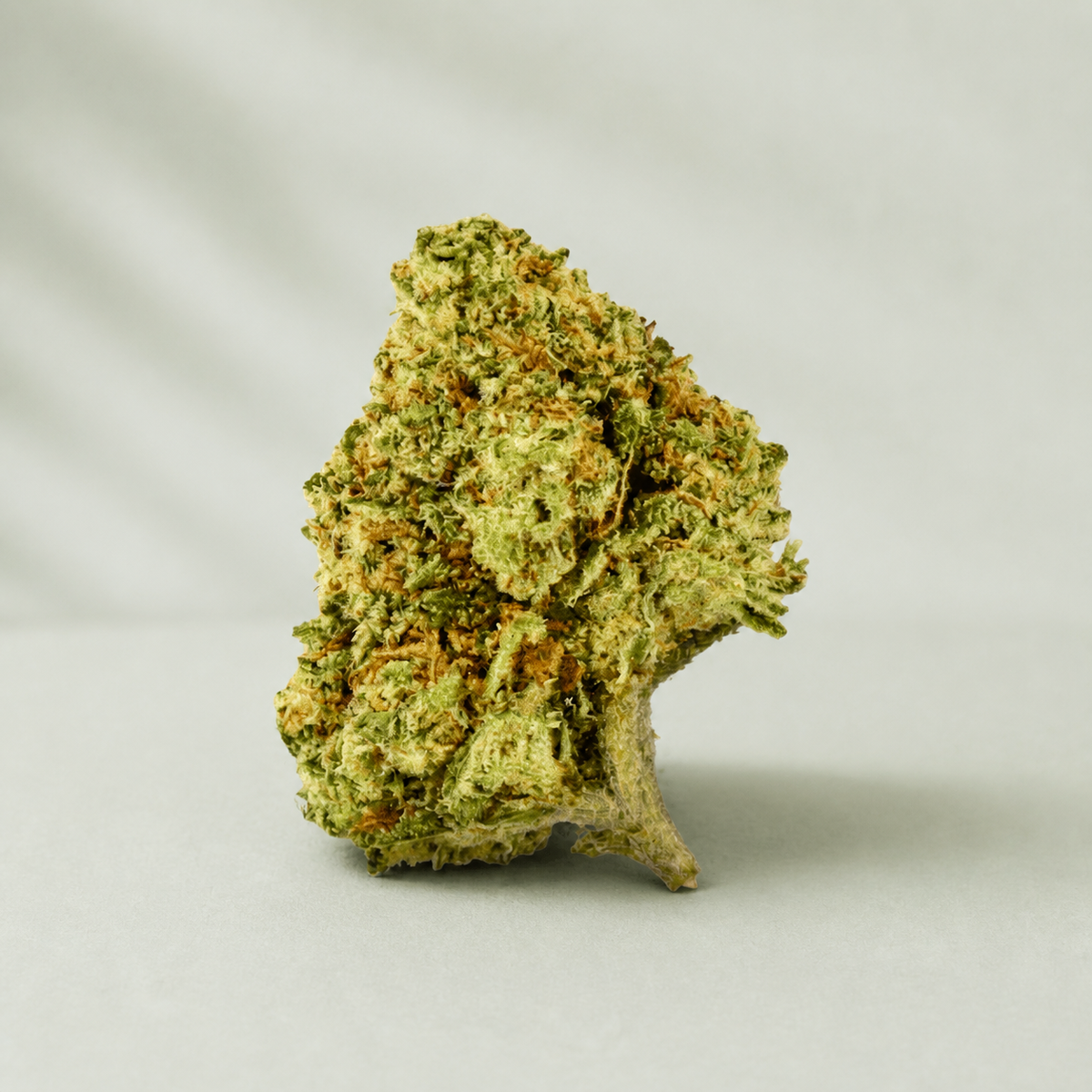 Flor de CBD Lifter US sur fond Beldia vert sauge