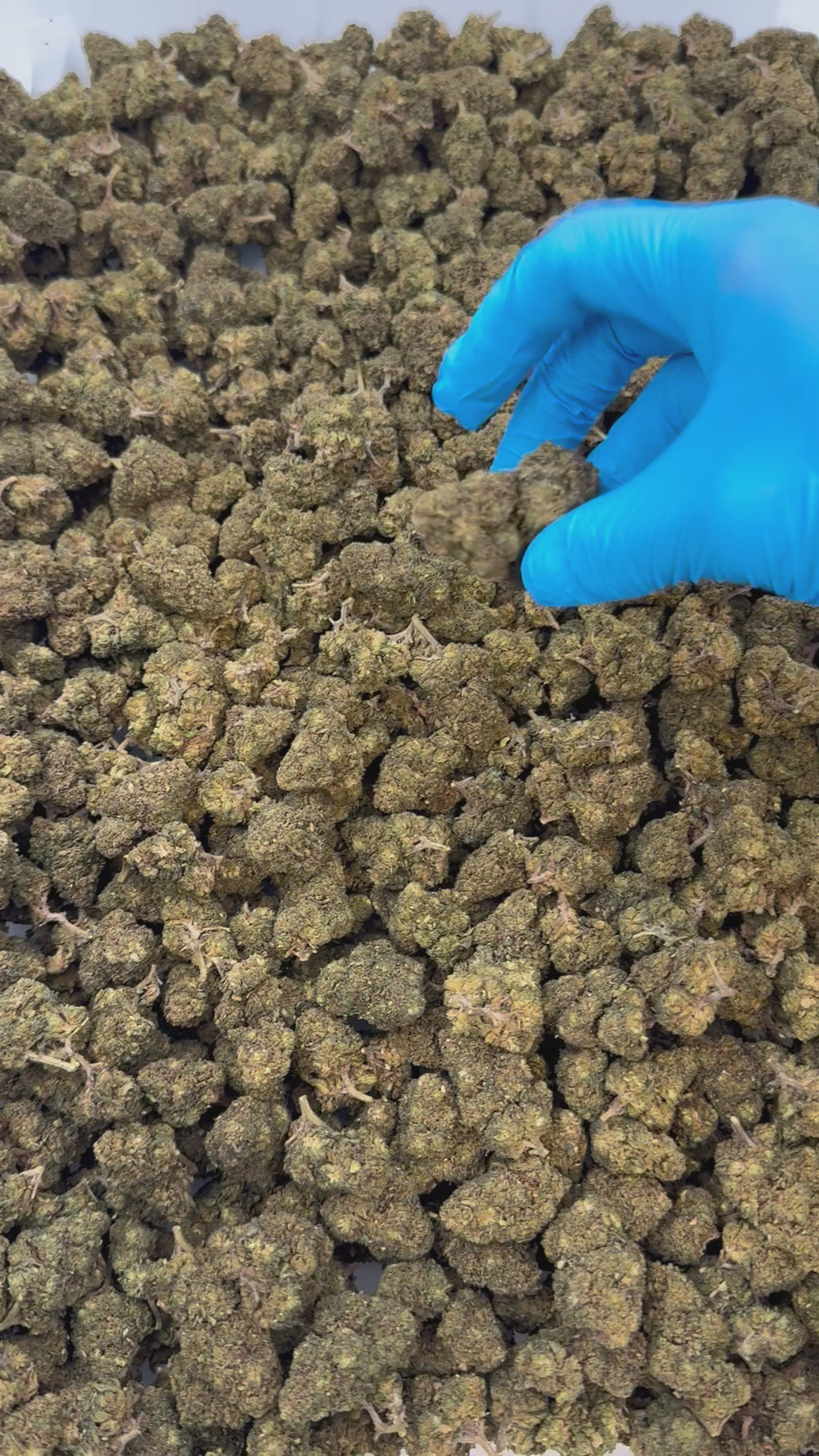 Flor Cannatonic Premium Strong 10-OH 50%, 3 g