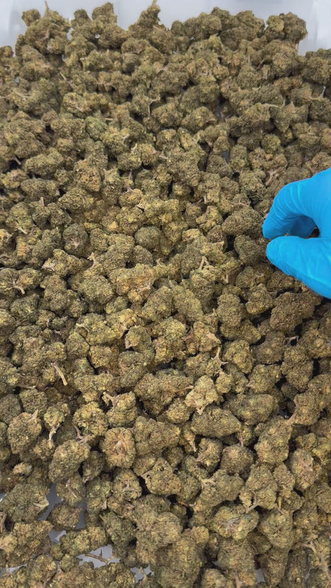 Flor de 10-OH Lemon Haze Premium Strong 50%, 3g